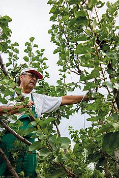 Schnitt im Obstbaum