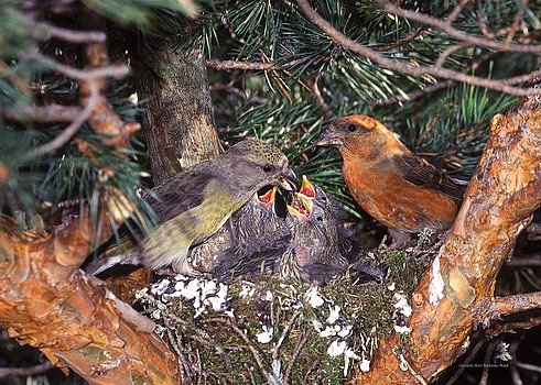 Nest Fichtenkreuzschnabel