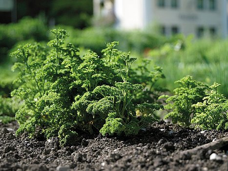 Jungpflanze Petersil