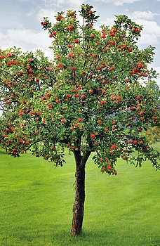 Apfelbaum