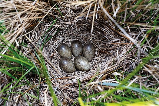 Nest der Feldlerche