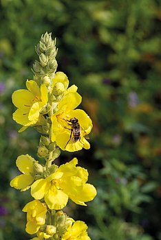 Königskerze Blüte mit Biene