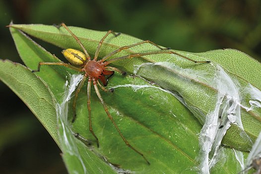 Nahaufnahme eines geschlechtsreifen Männchens der berüchtigten Ammen-Dornfinger-Spinnenseide bzw. Ammen-Dornfinger-Spinne