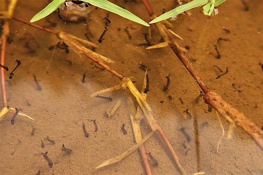 Gelsenlarven im Wasser
