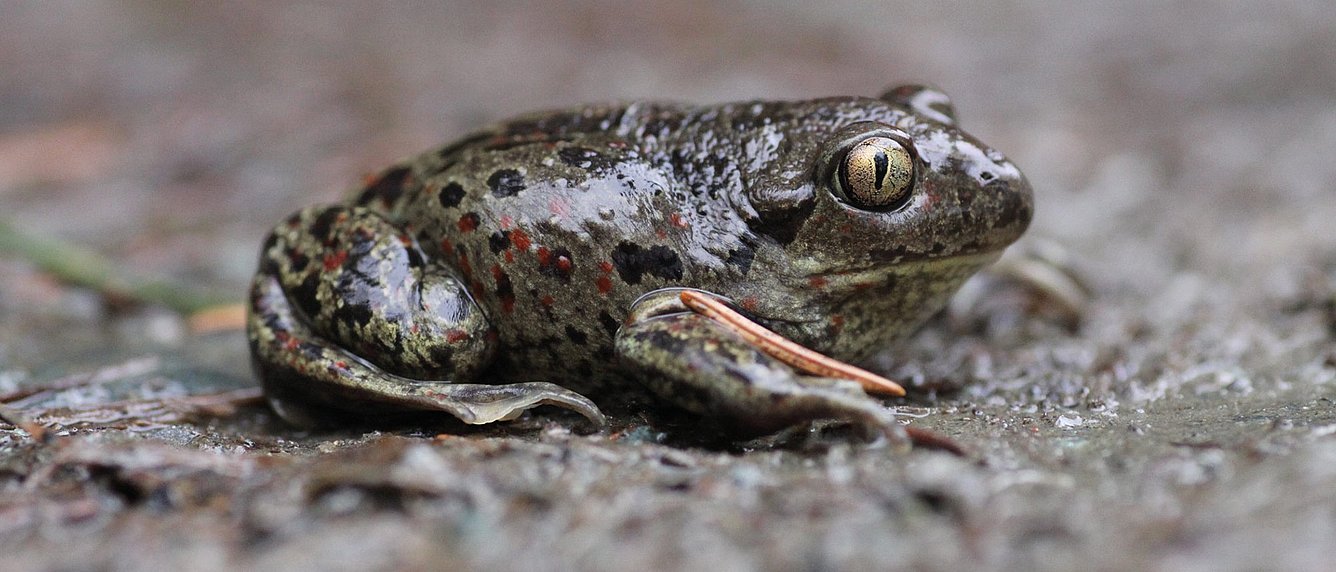 Knoblauchkröte