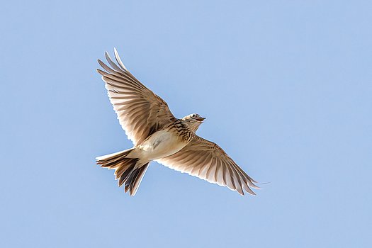 Feldlerche im Flug