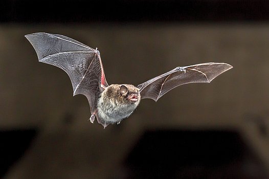 Fledermaus