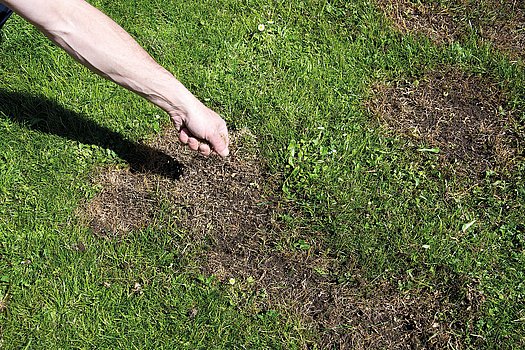 Rasensamen nachsäen