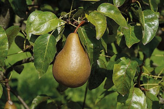 Gellerts Butterbirne