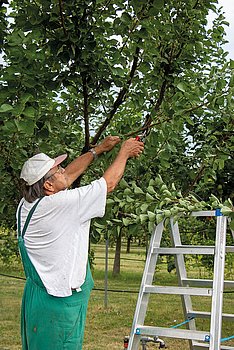 Obstbaumschnitt