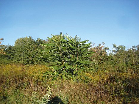 Götterbaum