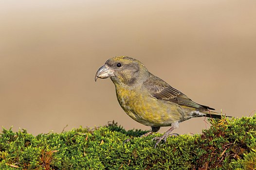 Fichtenkreuzschnabel